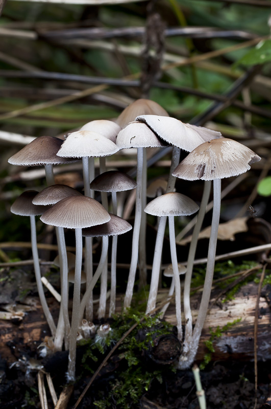 Psathyrella supernula